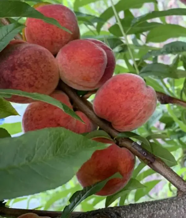 Pfirsichbaum (Prunus persica) HARBINGER