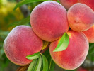 Pfirsich (Prunus persica) JAYHAVEN - Tutifruti SK Pfirsich (Prunus persica) JAYHAVEN - Tutifruti SK