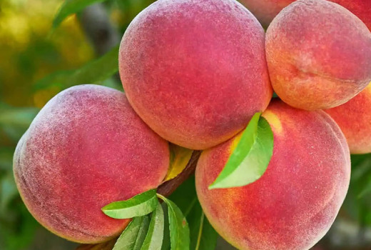 Analyse widerstandsfähiger Pfirsiche: Sočnyj, Pamjať Ševčenka und die seltene Sorte Spura | Blog