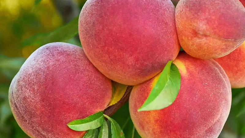 Analyse widerstandsfähiger Pfirsiche: Sočnyj, Pamjať Ševčenka und die seltene Sorte Spura | Blog