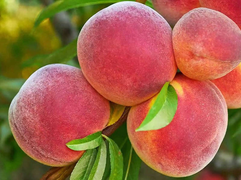 Pfirsich (Prunus persica) JAYHAVEN - Tutifruti SK Pfirsich (Prunus persica) JAYHAVEN - Tutifruti SK