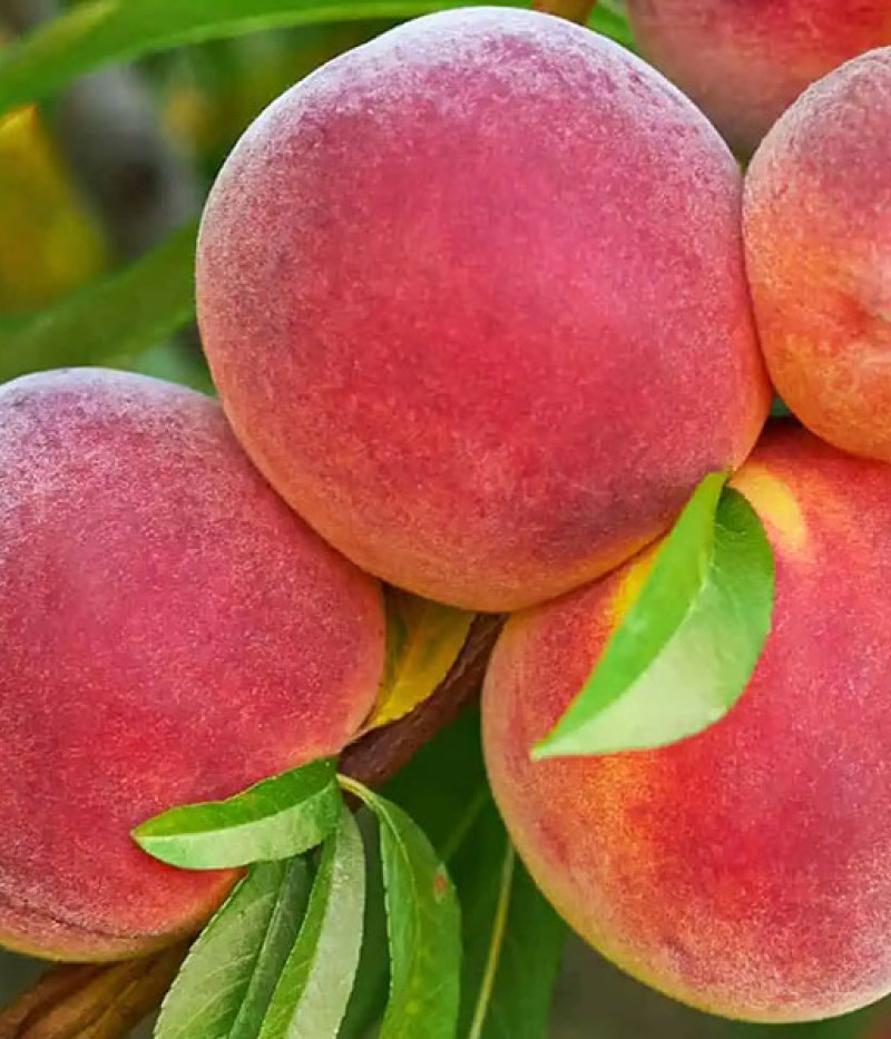 Peach (Prunus persica) JAYHAVEN - Tutifruti SK
