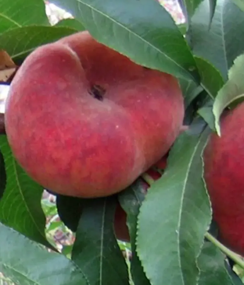 Pfirsich (Prunus persica var. platycarpa) HERĂSTRĂU - Tutifruti, s.r.o.