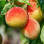 Elixier der Jugend: Wie Antioxidantien in Pfirsichen gegen das Altern kämpfen