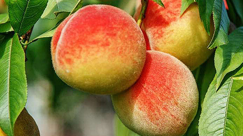 Elixier der Jugend: Wie Antioxidantien in Pfirsichen gegen das Altern kämpfen
