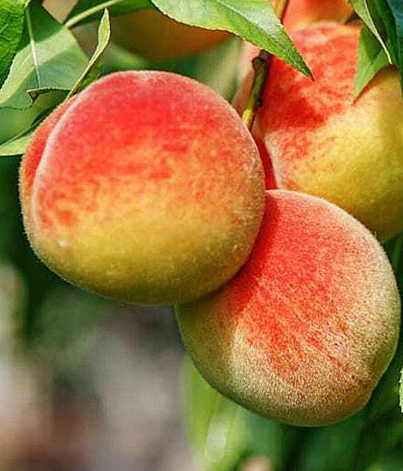 Broskyňa (Prunus persica) INKA - Tutifruti SK