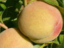 Pfirsichbaum (Prunus persica) MAIRA - Tutifruti, s.r.o.