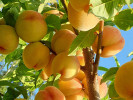 Pfirsichbaum (Prunus persica) MAIRA - Tutifruti, s.r.o.