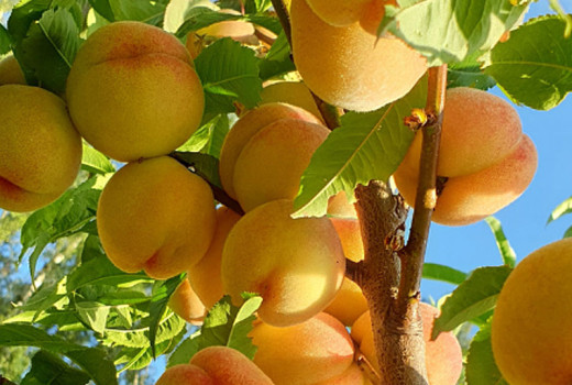 Broskyňa ako superpotravina: Skryté antioxidanty a vitamíny