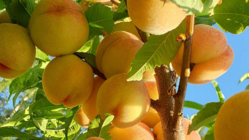 Pfirsich als Superfood: Verborgene Antioxidantien & Vitamine