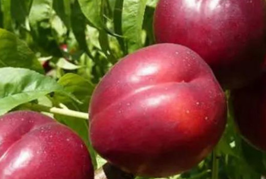 Zierpflanze und Nutzpflanze: Enthüllung der einzigartigen rotblättrigen Nektarine „Medvedevskij-2”