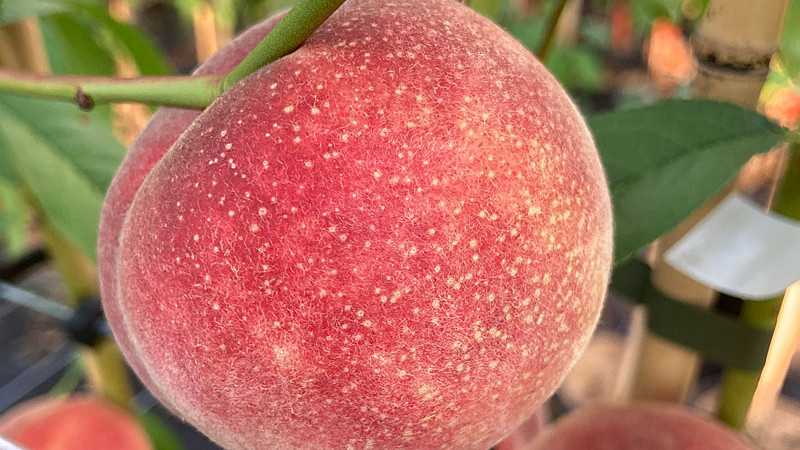 Spezielle Pfirsiche 2026: Flache & Rotfleischige Sorten