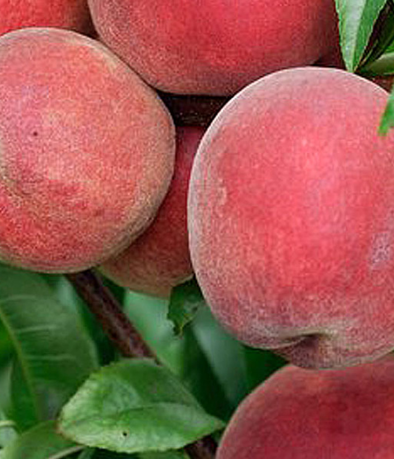 Pfirsichbaum (Prunus persica) REDHAVEN - Tutifruti SK