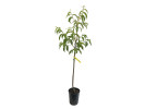 Pfirsichbaum (Prunus persica) REDHAVEN - Tutifruti SK