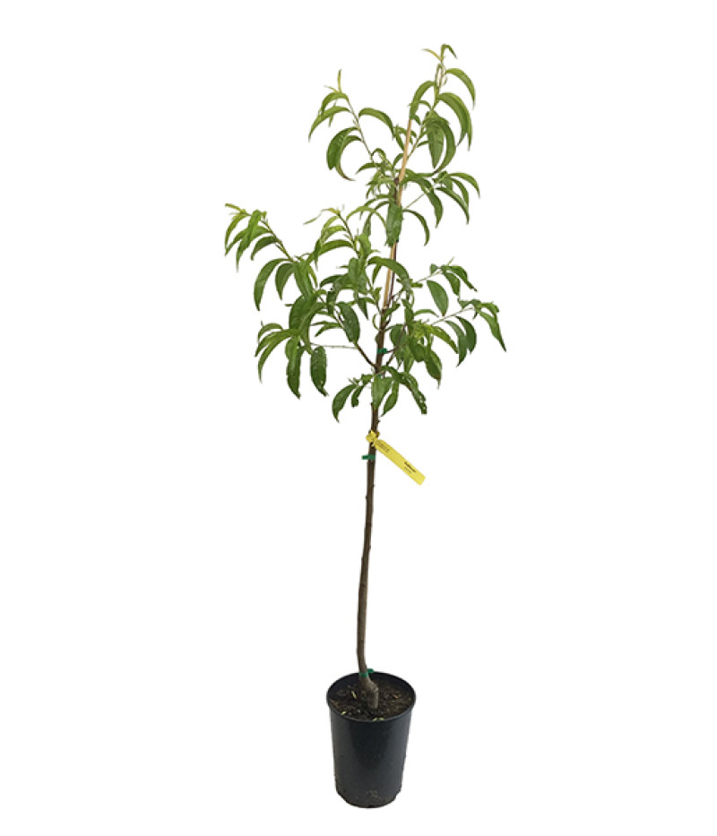 Pfirsichbaum (Prunus persica) REDHAVEN - Tutifruti SK