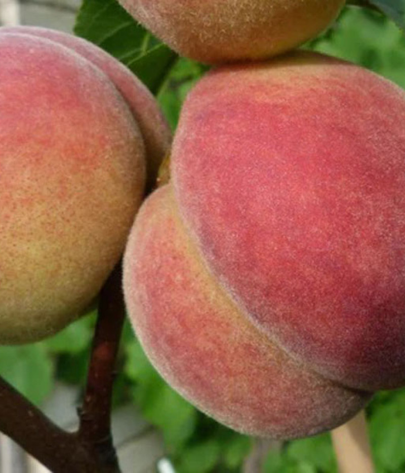 Pfirsichbaum (Prunus persica) SOČNYJ - Tutifruti, s.r.o.