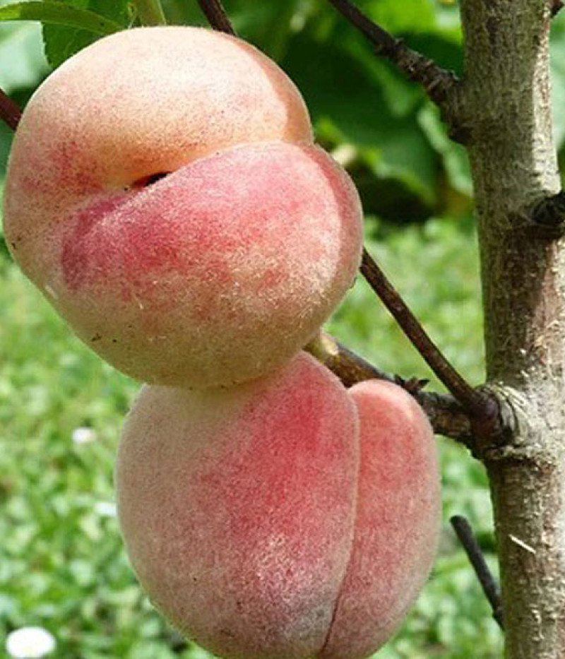 Pfirsichbaum (Prunus persica) SPURA - Tutifruti, s.r.o.