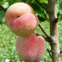 Pfirsichbaum (Prunus persica) SPURA