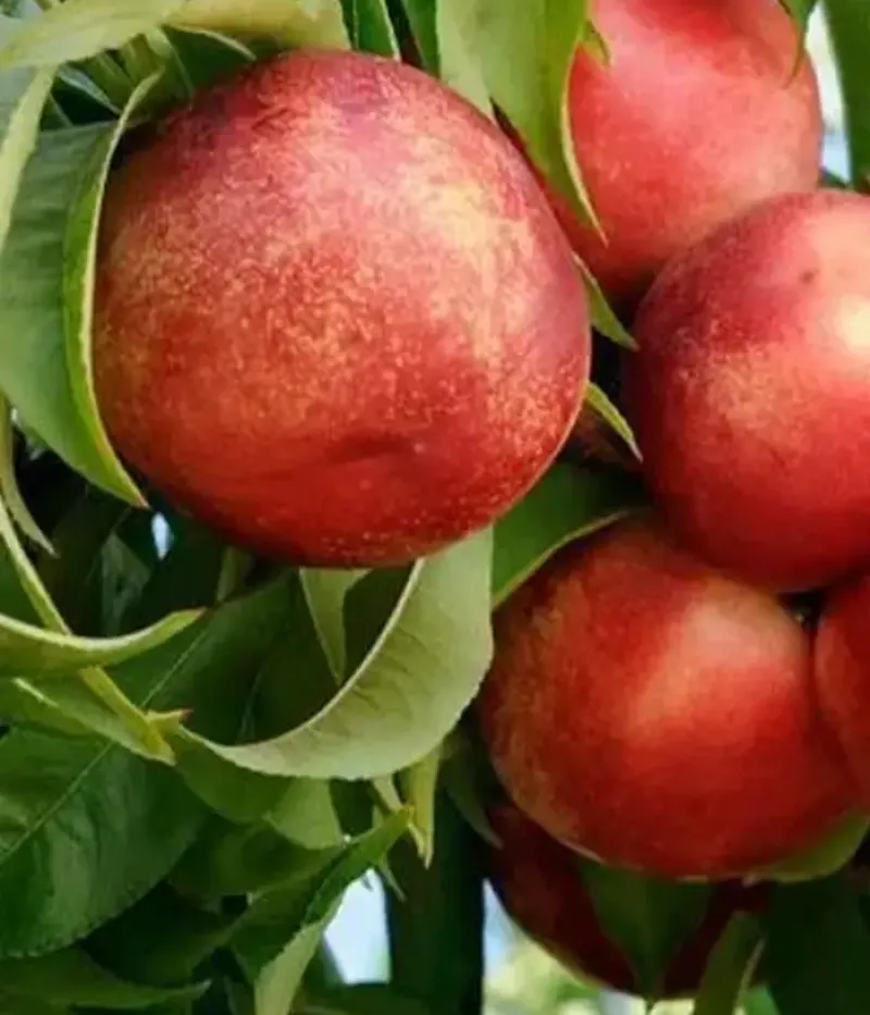 Nektarinen (Prunus persica var. nucipersica) TINA - Tutifruti, s.r.o.