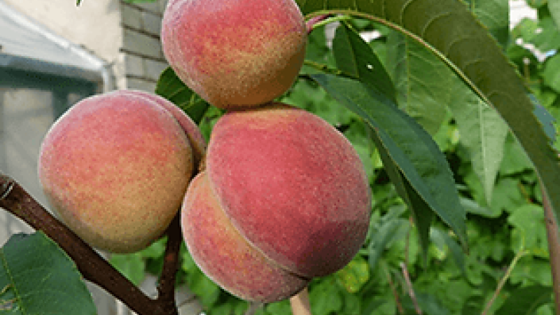 Samtiger Mut: Die Geschichte der lettischen Pfirsiche Maira und Viktors, die sich dem Frost stellten