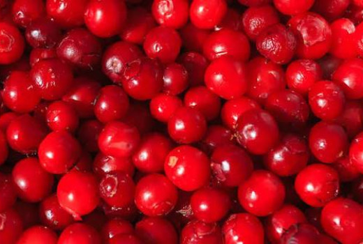 Heilkraft aus der Taiga: Wirkung und Verarbeitung der Krasnika (Vaccinium praestans) (Teil 2)