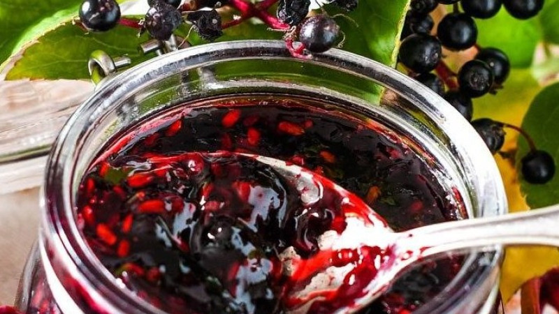 Gattung Sambucus (Holunder): Botanik, Phytochemie und Heilkraft