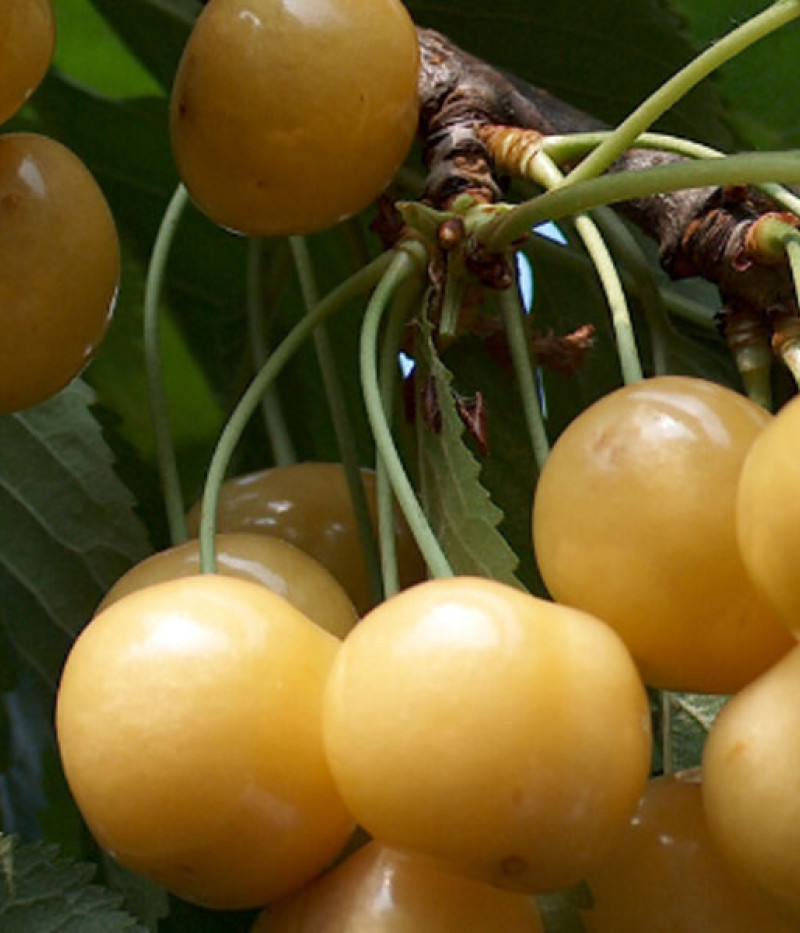 Süßkirschen (prunus avium) ALEKSANDRS - Tutifruti, s.r.o.