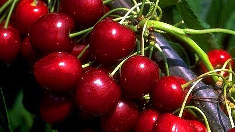 Widerstandsfähigkeit und würziger Geschmack aus dem Norden: Wir stellen die estnischen Kirschen 'Madissoni roosa', 'Meelika' und 'Norri' vor