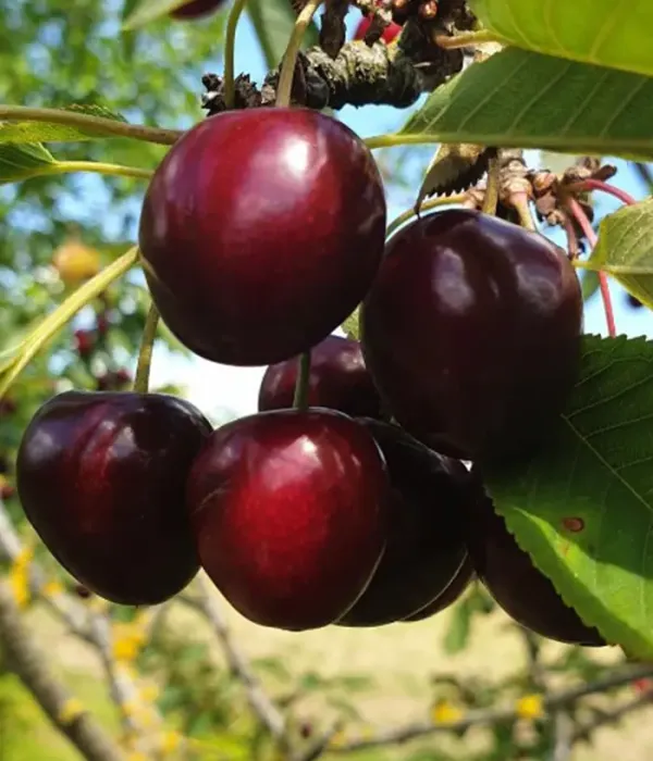 Süßkirsche (Prunus avium) AGILA