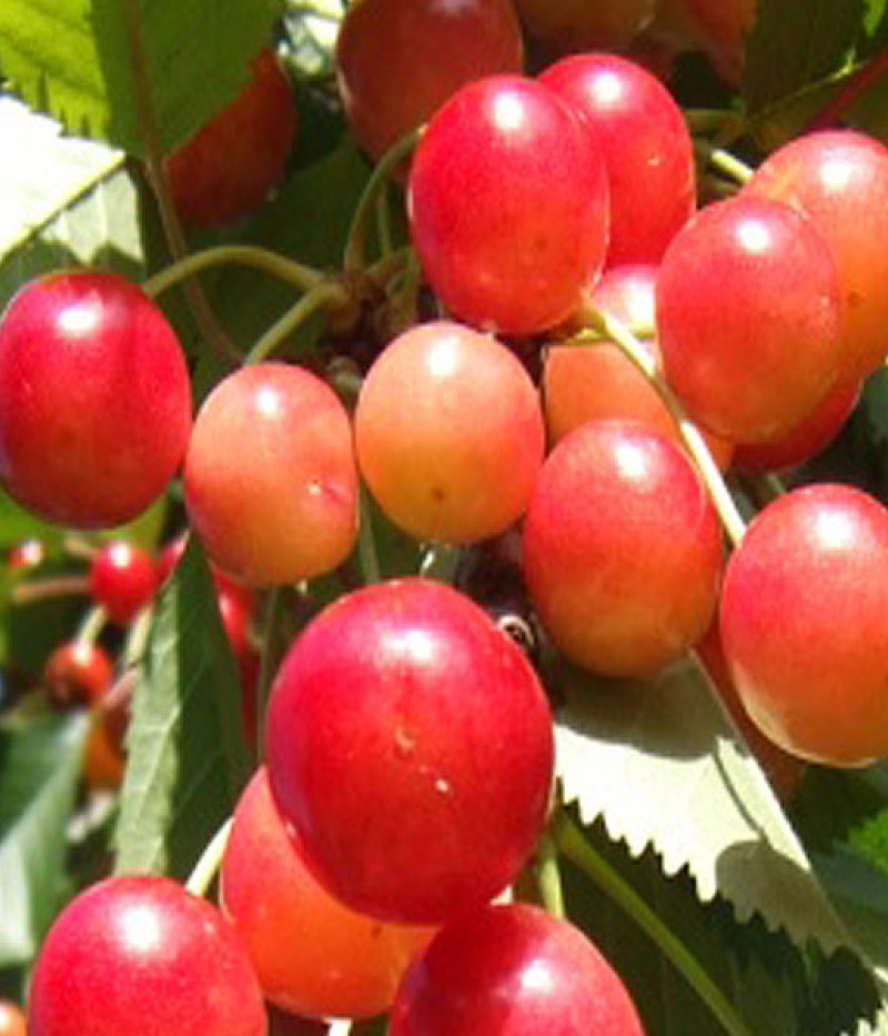 Süßkirsche (Prunus avium) BRJANSKAJA ROZOVAJA - Tutifruti, s.r.o.