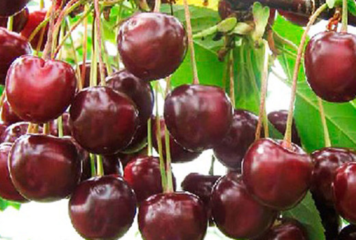 Exklusive Schätze aus dem Osten: Detaillierte Analyse der Kirschsorten Latvijas Zemais, Turgenevka und Haritonovskaja