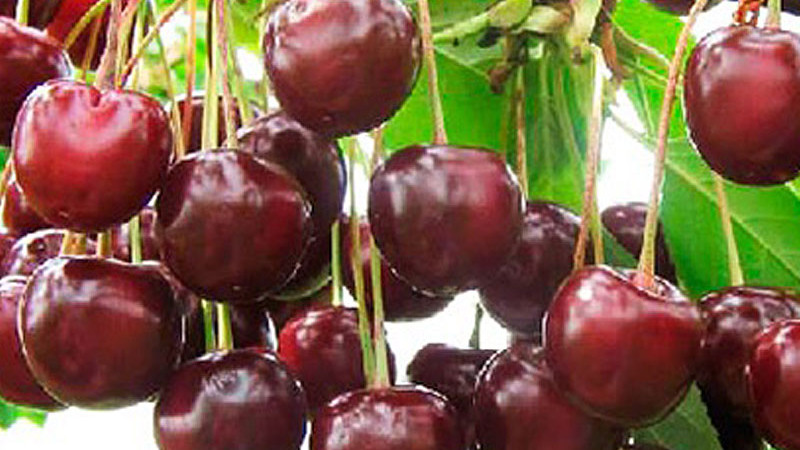 Exklusive Schätze aus dem Osten: Detaillierte Analyse der Kirschsorten Latvijas Zemais, Turgenevka und Haritonovskaja