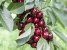 Sauerkirsche (Prunus cerasus) JACHIM - Tutifruti SK Sauerkirsche (Prunus cerasus) JACHIM - Tutifruti SK