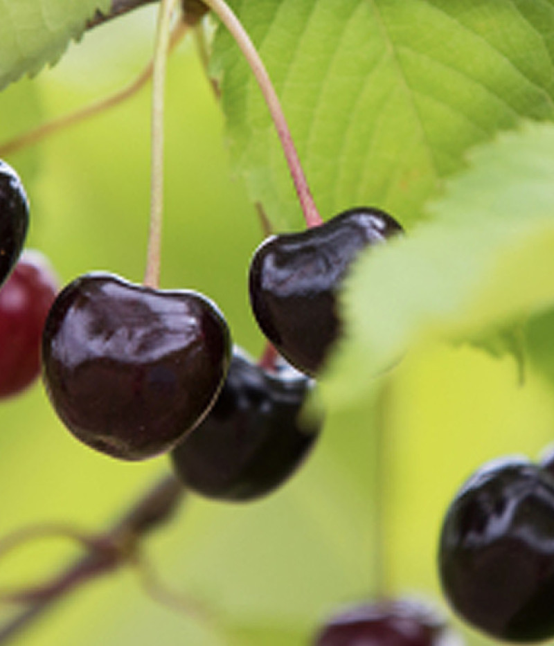 Süßkirsche (Prunus avium) JĀNIS - Tutifruti, s.r.o.