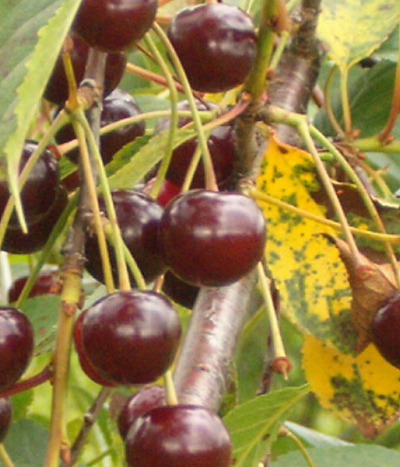 Sauerkirschen (Prunus cerasus) LATVIJAS ZEMAIS - Tutifruti, s.r.o.