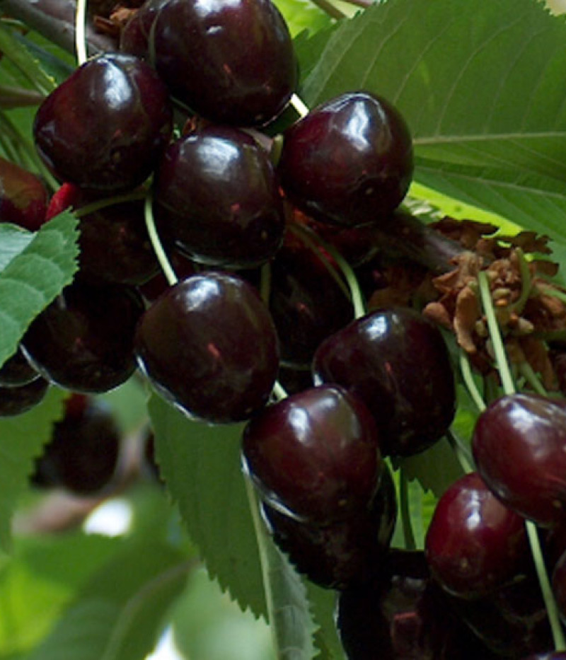 Süßkirsche (Prunus avium) LENINGRADSKAJA ČORNAJA - Tutifruti, s.r.o.