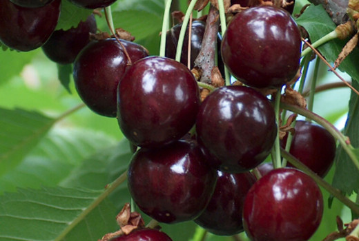 Estnische Kirschjuwelen: Die Geschichte der Sorten „Meelika“, „Norri“ und „Madissoni roosa“