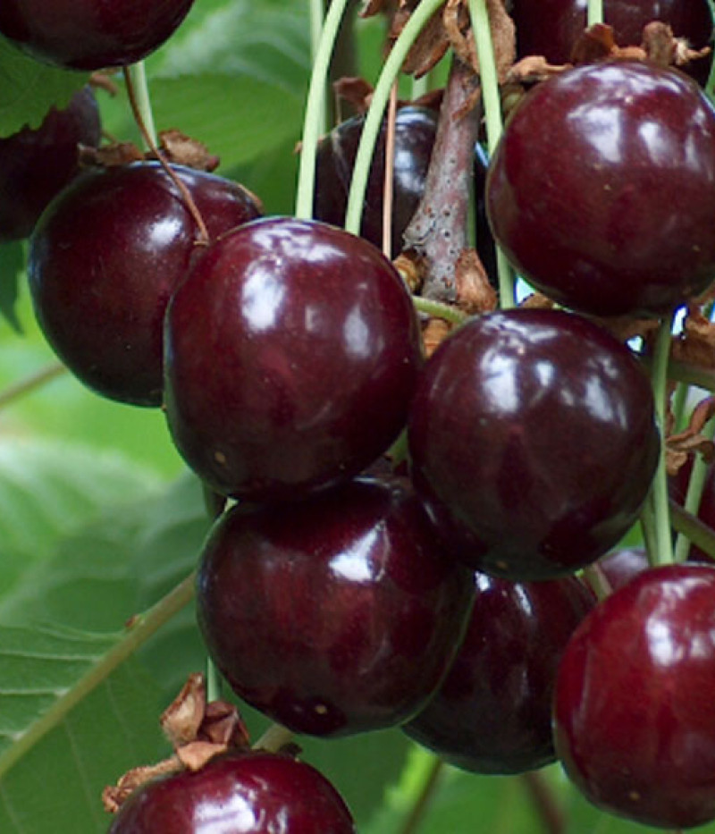 Süßkirschen (Prunus avium) MEELIKA - Tutifruti, s.r.o.