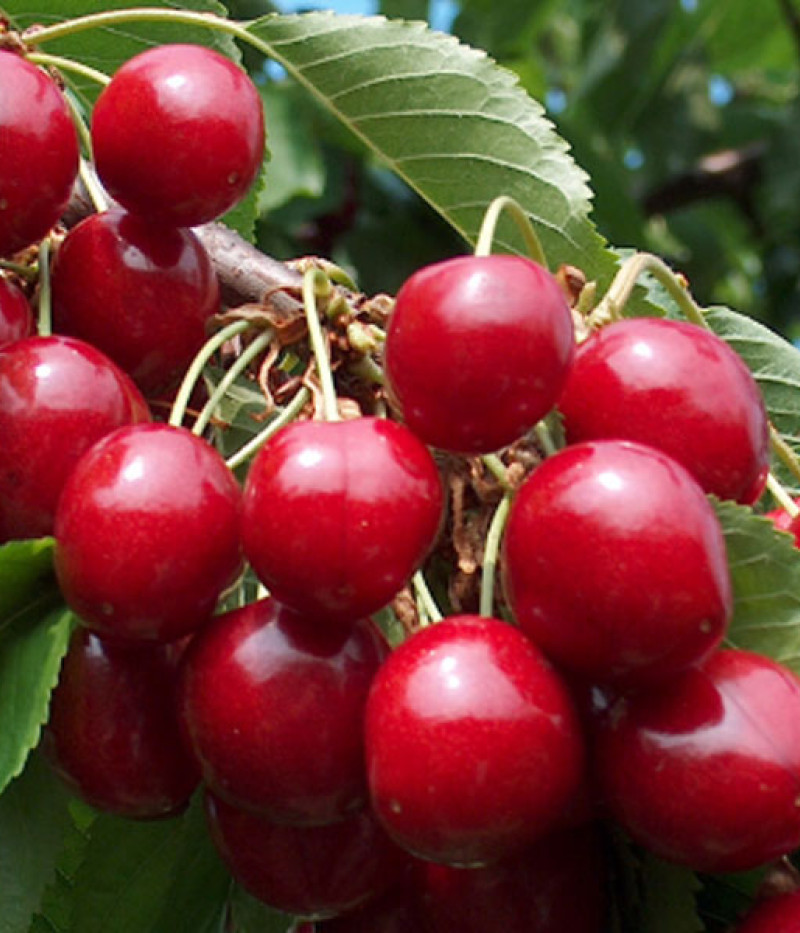 Süßkirschen (Prunus avium) NORRI - Tutifruti, s.r.o.