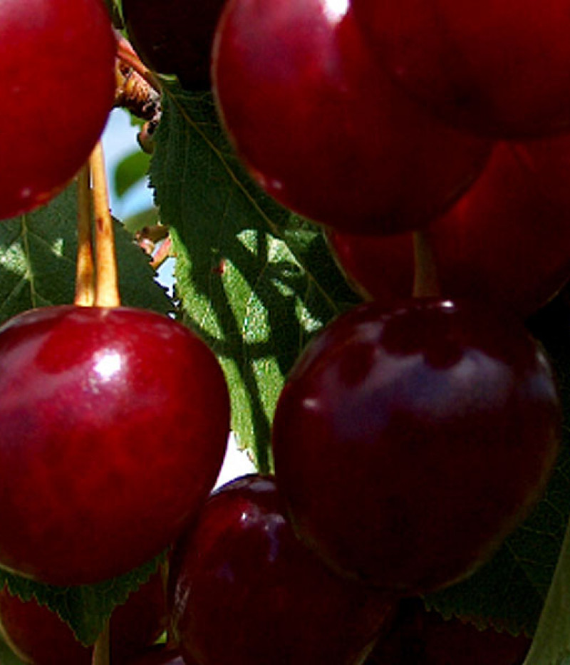 Süßkirschen (Prunus cerasus) PREVOSHODNAJA KOLESNIKOVOI - Tutifruti, s.r.o.