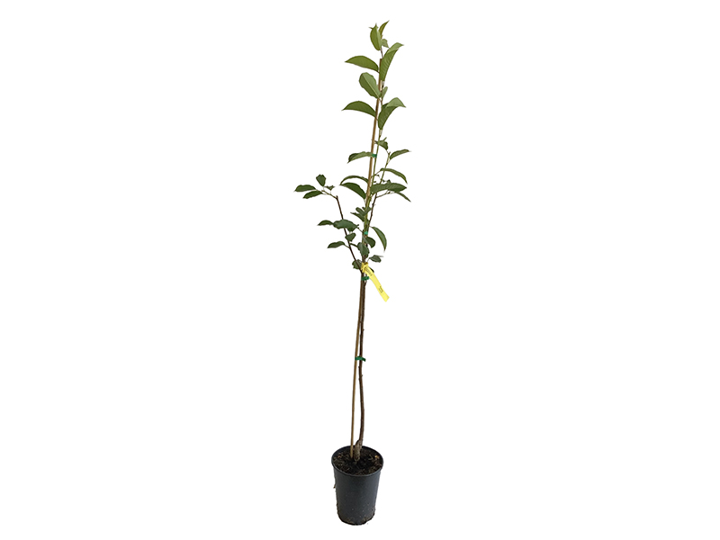Sauerkirsche (Prunus cerasus) PANDY - Tutifruti SK Sauerkirsche (Prunus cerasus) PANDY - Tutifruti SK
