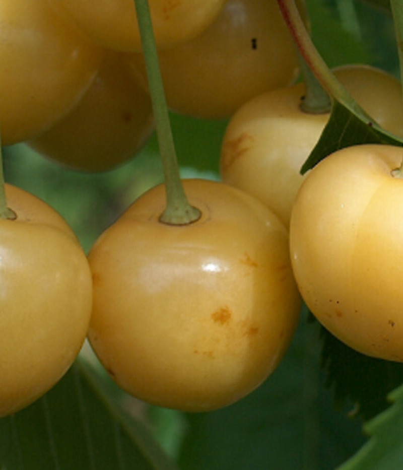 Süßkirsche (Prunus avium) PAULA - Tutifruti, s.r.o.