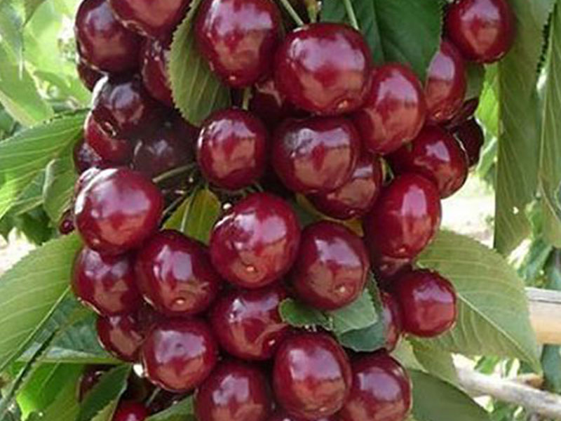 Säulenkirsche (Prunus avium) QUEEN MARY - Tutifruti SK Säulenkirsche (Prunus avium) QUEEN MARY - Tutifruti SK