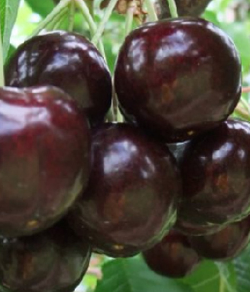 Süßkirsche (Prunus avium) UDIVITELNAJA - Tutifruti, s.r.o.