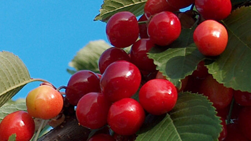 Rubinrotes Gesundheitselixier: Kirschen, Antioxidantien und Polyphenole