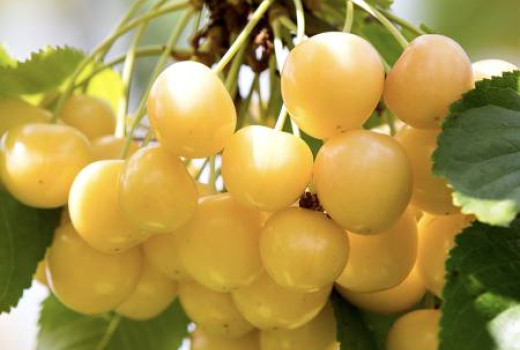 Kirsche Aleksandrs: Detailliertes Profil der lettischen gelben Sorte