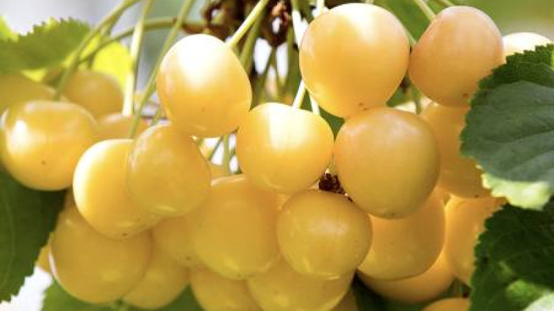 Kirsche Aleksandrs: Detailliertes Profil der lettischen gelben Sorte