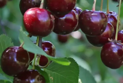 Neue Sauerkirschen 2026: Molodyozhnaya, Vytėnų žvaigždė & Schokoladnitsa