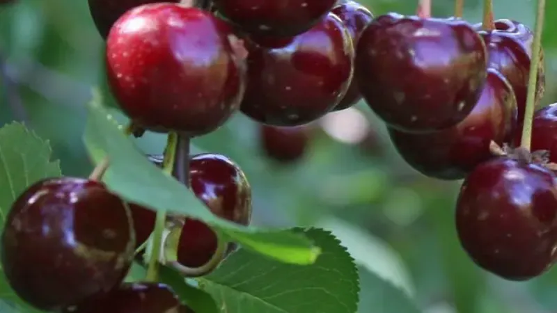 Neue Sauerkirschen 2026: Molodyozhnaya, Vytėnų žvaigždė & Schokoladnitsa