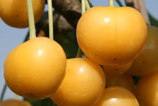 Gelbe Rarität und späte dunkle Schönheiten: Wir stellen die Kirschen 'Donnisen', 'Ferrovia' und 'Irena' vor